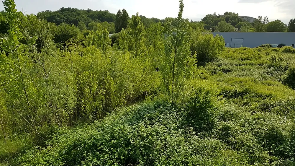 débroussaillage
